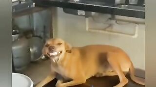 Cachorro Danado