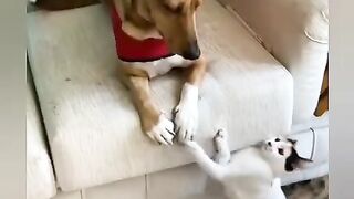GATO ENGRAÇADO