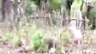 Young goats render Komodo helpless.