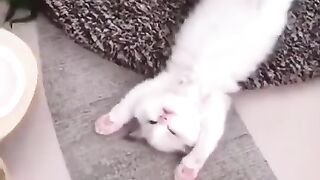 FUNNY/ Funniest Animals