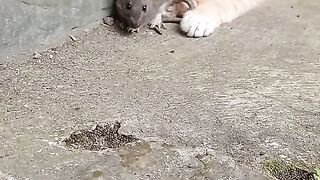 Cat playing with mouse eeeeih