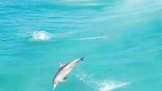 Swimming With The Fishes