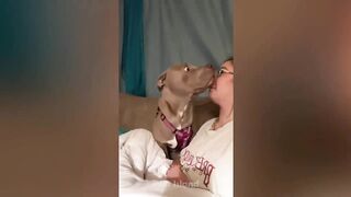 Desafio de latir para o seu cão