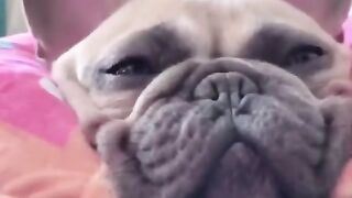CACHORROS ENGRAÇADOS E FOFOS / DOG FUNNY/ Funniest Animals #shorts