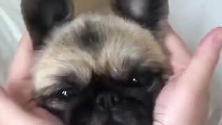 cachorros-engracados-e-fofos-cute-funny-funniest-animals-shorts-