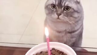 GATOS ENGRAÇADOS E FOFOS / FUNNY Funniest Animals #shorts