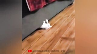 Funny cats cimpilation