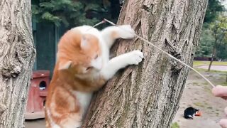 Funny Animals Videos / Funny Cat Videos