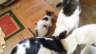Gatos em família