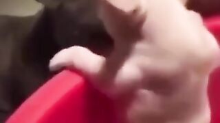 FUNNY COMPILATION VIDEOS 7 | FUNNY ANIMAL COMPILATION | #SHORTS