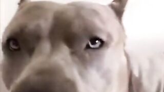 Animais