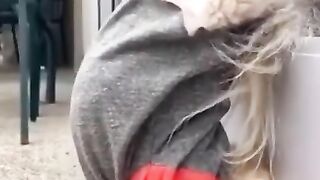 Funny Dog Videos - Cute Puppy Compilation 36 #shorts #dogvideos