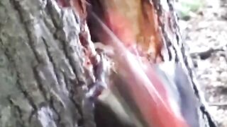 Wood peccker