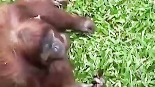 Funny animal behaviour that people laugh about
