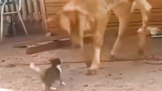 KETIKA SAPI KAGET