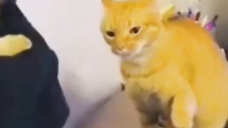 Funny action 76