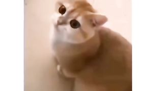 Funny action 77