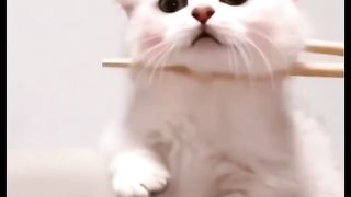 Funny action 80