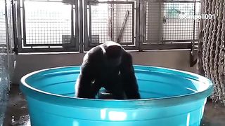 Funny Monkey Viral Video 122