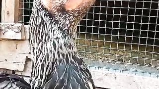 The long neck parrot beak