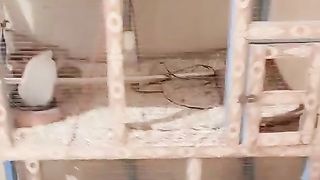 The pinjra ll the cage