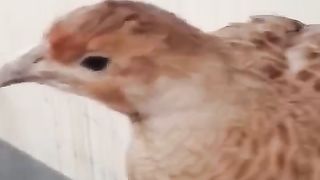 Sitting on the hand ll loyal bird