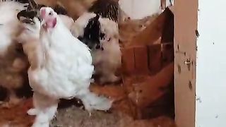 The farming of farmers