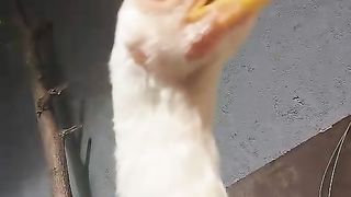 The white Heera parrot beak ll high quality