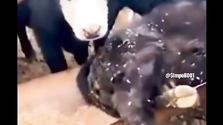Funny Cow Viral Video