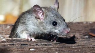 Girl killed the rat by biting it with her teeth.