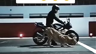 cheeta vs ninja bike Race ????????????.