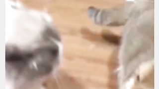 Funny Cat Viral Video 111