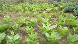 TIMELAPSE_ START to FINISH Harvest potatoes go to the village sell - Green forest life