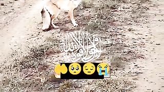 When the fox saw Malka's death