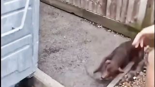 What is breed this?