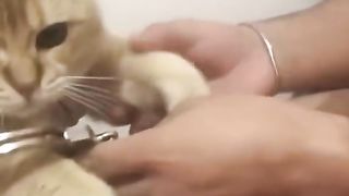 Funny Cat Viral Video 112