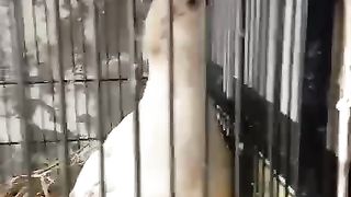 The voices of a bird