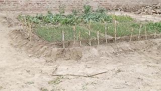 گھریلو سطح پر سبزی کی کاشت
