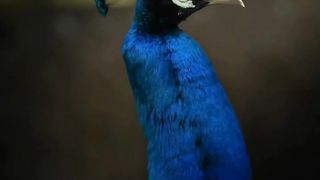 Beautiful peacock ????