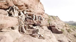 Animals 63