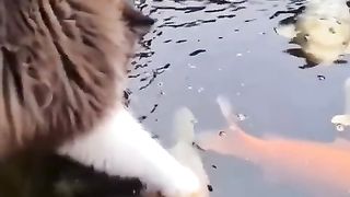 Cat love fish