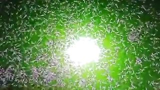 The Power Of NITROBACTER ???? air kolam Hijau alami, larva lele 100% sehat dimusim hujan