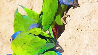 Amazing videos vol 229