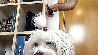 Broma_a_Mi_Perro_Mientras_Descansa_????(360p).