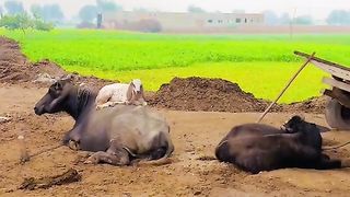 Punjab 7
