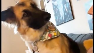 Best funny dogs!
