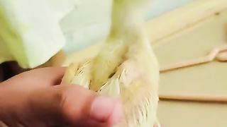 The beautiful birds ll beautiful choozay