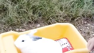 The rabbit in the toy truck