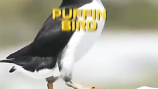 Just like a fish