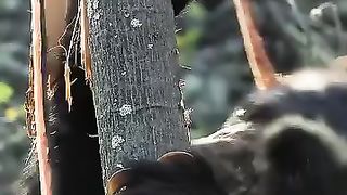 The tree bark